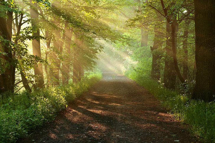 Passeggiare nel bosco